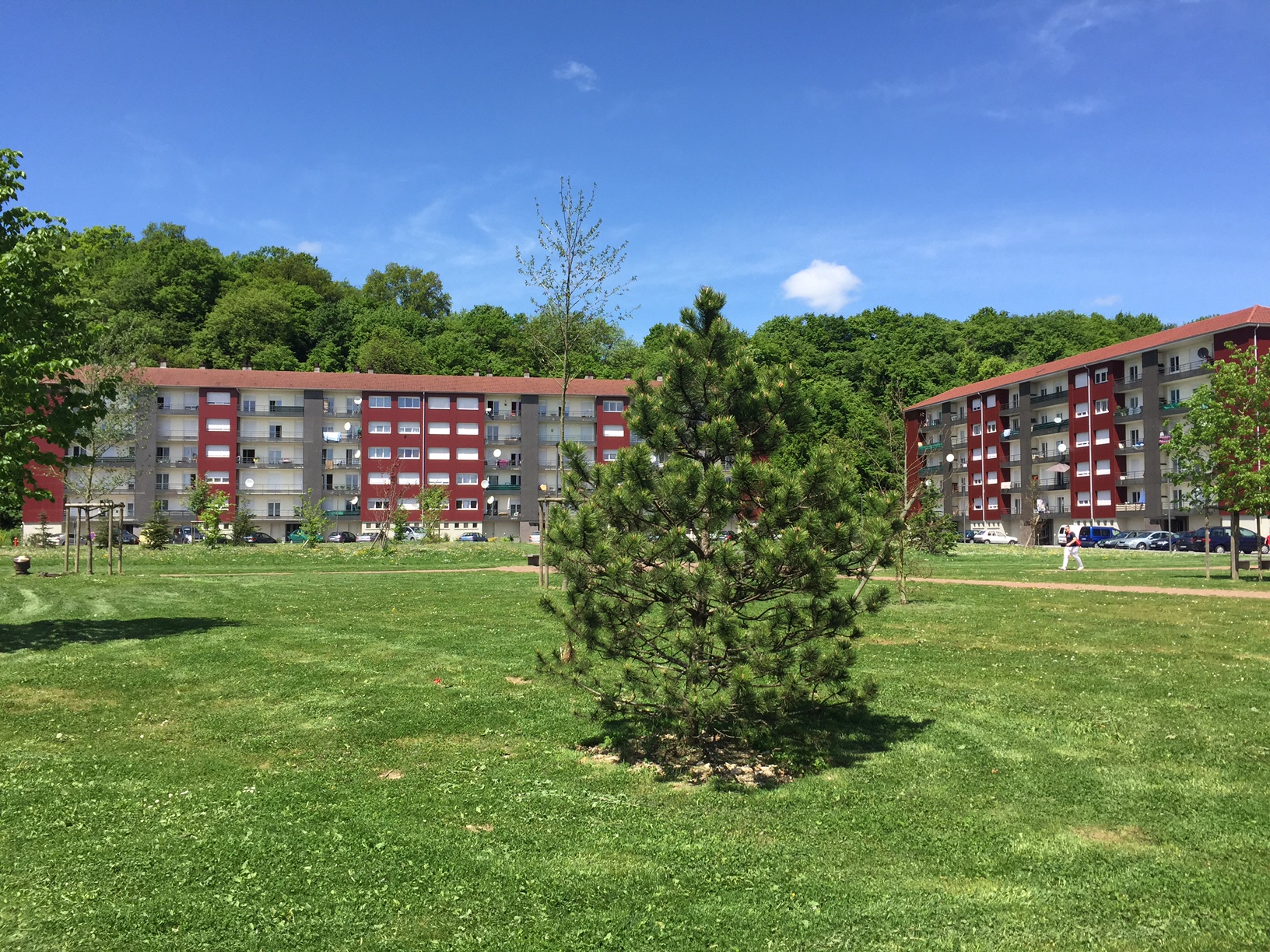 Exemple d'un arbre replanté au Montanot